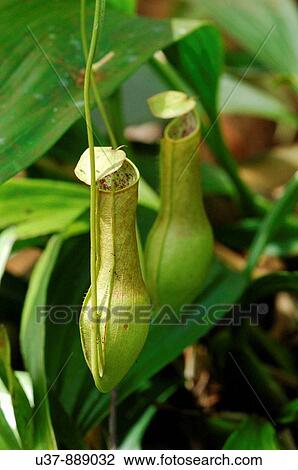 Nature View Large Photo Image Stock Image - Nature. Fotosearch