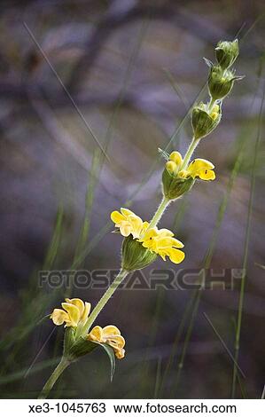 Stock Image - Nature. Fotosearch