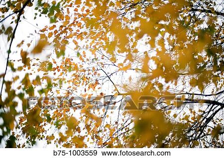 Nature View Large Photo Image Stock Photo - Nature. Fotosearch