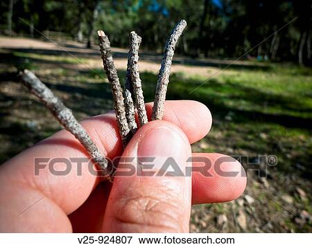 Stock Photo - Nature. Fotosearch