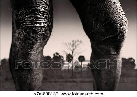 Stock Photo - Nature. Fotosearch