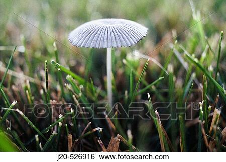 Nature View Large Photo Image Stock Photograph - Nature. Fotosearch