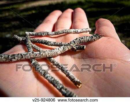 Stock Photograph - Nature. Fotosearch