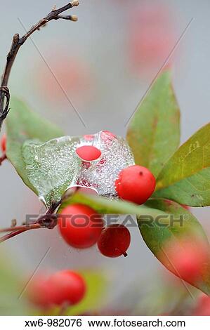 Nature View Large Photo Image Stock Photograph - Nature. Fotosearch