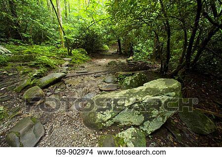 Nature Trail Scenics, Great Smoky Mtns Nat Park, TN View Large Photo Image Picture - Nature Trail Scenics, Great Smoky Mtns Nat Park, TN. Fotosearch