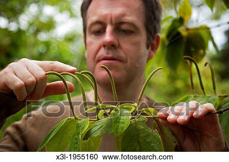 Stock Image - Naturopath scientist with pimienta longa use for sclerosis and Spinal cord injury. Fotosearch