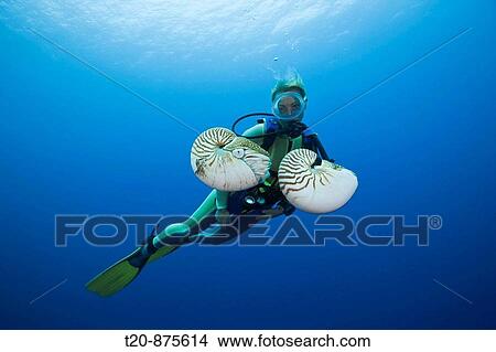 Nautilus and Diver, Nautilus pompilius, Great Barrier Reef, Australia View Large Photo Image Picture - Nautilus and Diver, Nautilus pompilius, Great Barrier Reef, Australia. Fotosearch