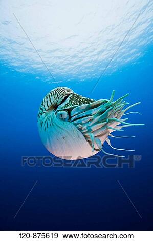 Stock Photo - Nautilus, Nautilus pompilius, Great Barrier Reef, Australia. Fotosearch