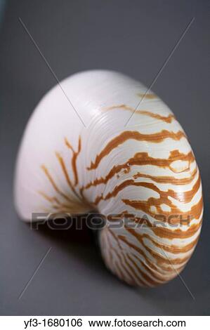 Nautilus, Nautilus pompilius. View Large Photo Image Stock Photograph - Nautilus, Nautilus pompilius.. Fotosearch