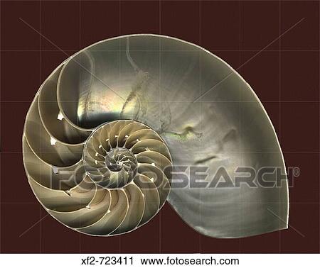 Nautilus View Large Photo Image Stock Image - Nautilus. Fotosearch