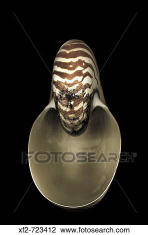 Nautilus View Large Photo Image Stock Image - Nautilus. Fotosearch