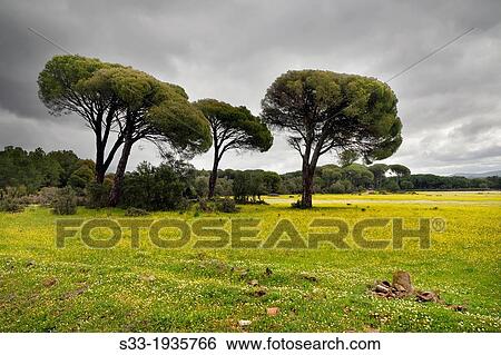 Navalagrulla prairie on La adrada. Avila. Castilla Leon. Spain. View Large Photo Image Stock Photograph - Navalagrulla prairie on La adrada. Avila. Castilla Leon. Spain.. Fotosearch