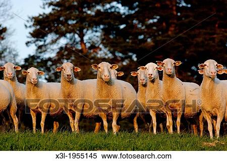 Navarra sheeps. Navarre, Spain View Large Photo Image Stock Photography - Navarra sheeps. Navarre, Spain. Fotosearch