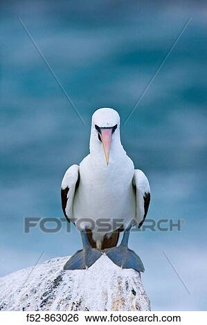 Stock Photograph - Nazca Booby (Sula granti), Hood Island, Galapagos Islands, Ecuador. Fotosearch