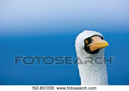 Nazca Booby (Sula granti), Hood Island, Galapagos Islands, Ecuador View Large Photo Image Stock Photography - Nazca Booby (Sula granti), Hood Island, Galapagos Islands, Ecuador. Fotosearch