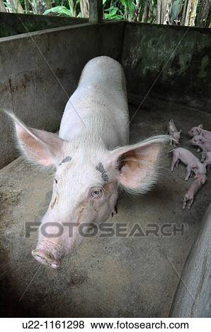 near Ubud (Bali, Indonesia): a sow and her piglets in a farm View Large Photo Image Stock Photo - near Ubud (Bali, Indonesia): a sow and her piglets in a farm. Fotosearch
