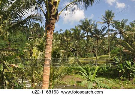 near Ubud (Bali, Indonesia): the Sayan paddies and the Ayung river View Large Photo Image Stock Image - near Ubud (Bali, Indonesia): the Sayan paddies and the Ayung river. Fotosearch