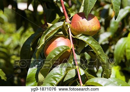 Stock Photograph - Nectarine on a tree LLeida Spain. Fotosearch