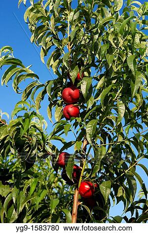 Nectarines on a tree LLeida Spain View Large Photo Image Stock Image - Nectarines on a tree LLeida Spain. Fotosearch