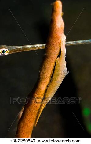 Needle Fish & Tozeuma Shrimp, tozeuma armatum, Magic Crack Divesite, Lembeh Strait, North Sulawesi. View Large Photo Image Stock Photo - Needle Fish & Tozeuma Shrimp, tozeuma armatum, Magic Crack Divesite, Lembeh Strait, North Sulawesi.. Fotosearch