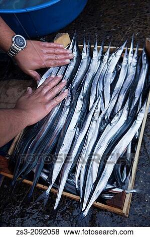 Needlefish at the fishmarket, Karakoy, Istanbul, Turkey, Europe. View Large Photo Image Stock Photo - Needlefish at the fishmarket, Karakoy, Istanbul, Turkey, Europe.. Fotosearch