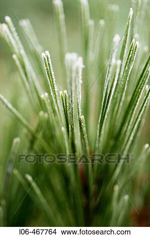 Needles of a pine tree with hoarfrost View Large Photo Image Picture - Needles of a pine tree with hoarfrost. Fotosearch
