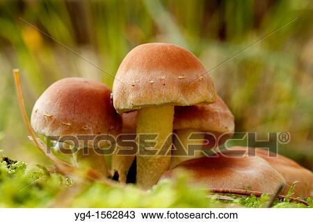 Nematoloma Capnoides cluster, Herperduin, Herpen, The Netherlands View Large Photo Image Stock Image - Nematoloma Capnoides cluster, Herperduin, Herpen, The Netherlands. Fotosearch