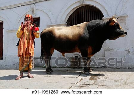 Nepal, City of Kathmandu, Pashupatinath hinduist temple, where dead people are cremated along a small river, wandering bull and a sadhu or holy homeless View Large Photo Image Stock Image - Nepal, City of Kathmandu, Pashupatinath hinduist temple, where dead people are cremated along a small river, wandering bull and a sadhu or holy homeless. Fotosearch