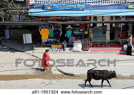 Nepal, City of Pokhara, scared cows wandering in the street View Large Photo Image Picture - Nepal, City of Pokhara, scared cows wandering in the street. Fotosearch