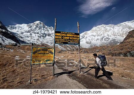 Stock Image - Nepali trekker reaching the Annapurna Base Camp at 4130m altitude. Nepal, Gandaki, Annapurna, Annapurna Base Camp.. Fotosearch