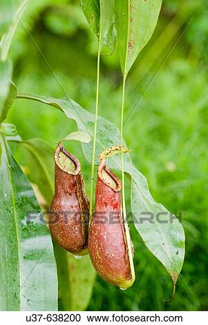 Nepenthes alata (Highland spp). An endemic to the Philippines, pitcher grows to the length of 3-5. Typically bulbous in the lower half and cylindrical above. Plants can be found growing at secondary forest, roadbanks and scrub vegetation. View Large Photo Image Stock Image - Nepenthes alata (Highland spp). An endemic to the Philippines, pitcher grows to the length of 3-5. Typically bulbous in the lower half and cylindrical above. Plants can be found growing at secondary forest, roadbanks and scrub vegetation.. Fotosearch