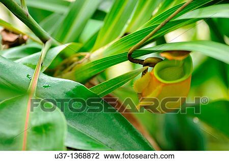 Stock Image - Nepenthes pitcher plant. Orchid Garden, Kuching, Sarawak, Malaysia.. Fotosearch