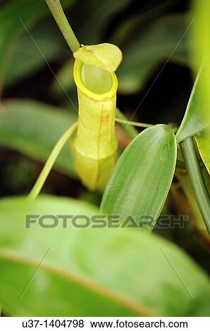 Nepenthes pitcher plant. Orchid Garden, Kuching, Sarawak, Malaysia. View Large Photo Image Stock Photo - Nepenthes pitcher plant. Orchid Garden, Kuching, Sarawak, Malaysia.. Fotosearch