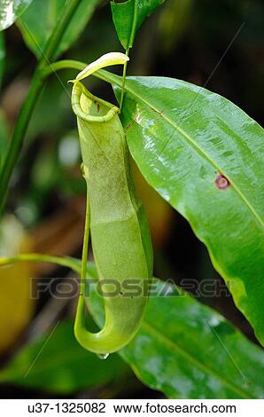 Nepenthes, pitcher plant. Semengoh Wildlife Centre, Sarawak, Malaysia View Large Photo Image Stock Image - Nepenthes, pitcher plant. Semengoh Wildlife Centre, Sarawak, Malaysia. Fotosearch
