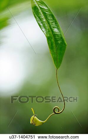 Stock Image - Nepenthes pitcher plant. Semengoh Wildlife Centre, Kuching, Sarawak, Malaysia.. Fotosearch