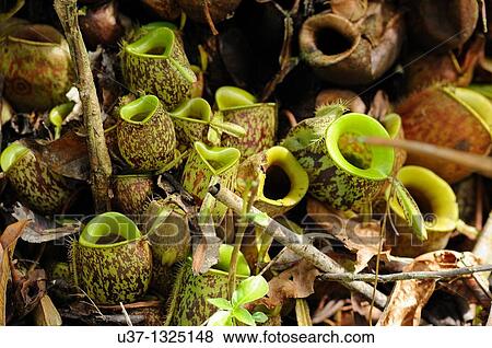 Nepenthes pitcher plant. Semengoh Wildlife Centre, Sarawak, Malaysia View Large Photo Image Stock Photo - Nepenthes pitcher plant. Semengoh Wildlife Centre, Sarawak, Malaysia. Fotosearch