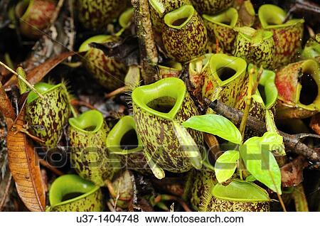 Stock Photo - Nepenthes pitcher plant. Semengoh Wildlife Centre, Kuching, Sarawak, Malaysia.. Fotosearch