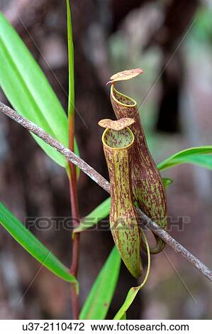 Stock Image - Nepenthes-Pitcher plants. Image taken at Kampung Pandan, Lundu, Sarawak, Malaysia.. Fotosearch