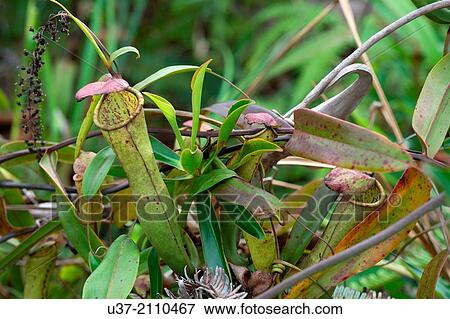 Stock Photo - Nepenthes-Pitcher plants. Image taken at Kampung Pandan, Lundu, Sarawak, Malaysia.. Fotosearch