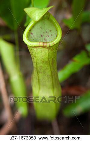 Stock Photo - Nepenthes-Pitcher plants. Fotosearch