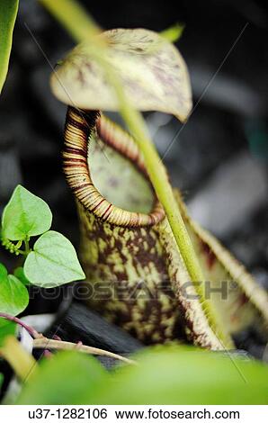 Stock Photograph - Nepenthes. This pitcher plant was taken at Orchid Garden, Kuching, Sarawak, Malaysia. Fotosearch