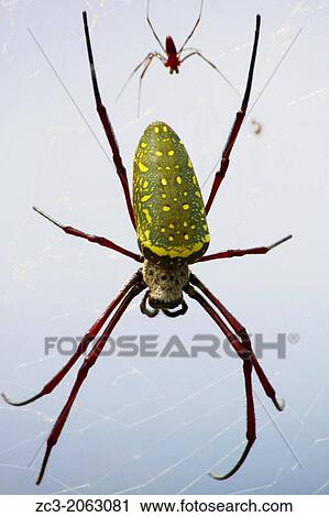 Nephile, Nephila, Spider, Island, Pulau Perhentian Kecil, China Sea, Long Beach, Coral Beach, Terengganu, Malaysia. View Large Photo Image Stock Image - Nephile, Nephila, Spider, Island, Pulau Perhentian Kecil, China Sea, Long Beach, Coral Beach, Terengganu, Malaysia.. Fotosearch