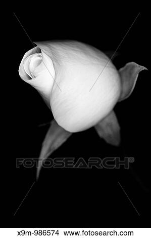 Nero Bianco Fiore Sfondo Nero Rosa Bianca Immagine