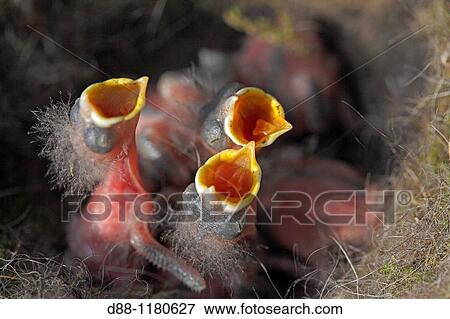 Stock Photo - Nest of Great Tit Parus major Order: Passeriformes Family: Paridae.. Fotosearch