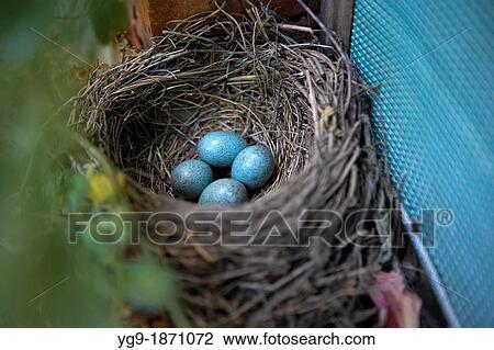 Nest with eggs of blackbird LLeida Spain View Large Photo Image Stock Image - Nest with eggs of blackbird LLeida Spain. Fotosearch