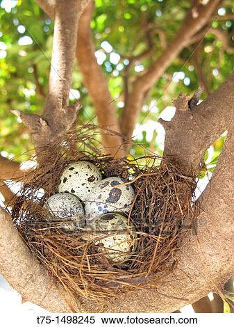 Nest with quail eggs View Large Photo Image Stock Photography - Nest with quail eggs. Fotosearch