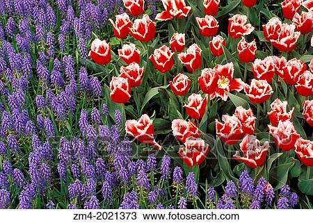 NETHERLANDS, HOLLAND, NEAR AMSTERDAM, KEUKENHOF GARDENS, TULIPS, BLUE GRAPE HYACINTHS. View Large Photo Image Stock Image - NETHERLANDS, HOLLAND, NEAR AMSTERDAM, KEUKENHOF GARDENS, TULIPS, BLUE GRAPE HYACINTHS.. Fotosearch