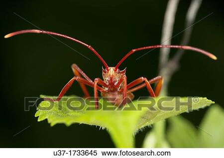 New born assassin bug. Image taken at Kampung Skudup, Sarawak, Malaysia. View Large Photo Image Stock Photography - New born assassin bug. Image taken at Kampung Skudup, Sarawak, Malaysia.. Fotosearch