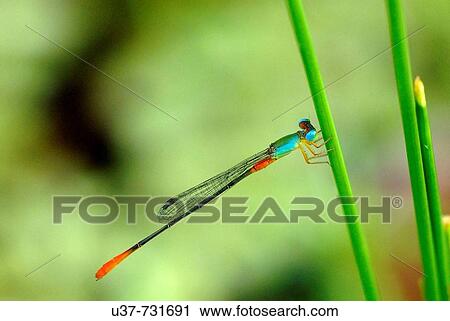 New born dragonfly. View Large Photo Image Stock Image - New born dragonfly.. Fotosearch