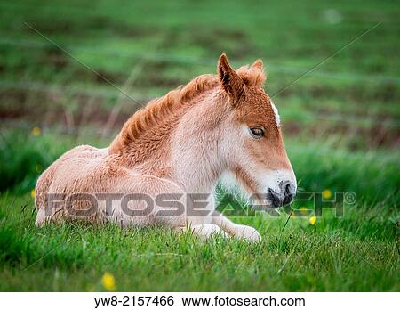 Stock Photograph - New born foal, Iceland.. Fotosearch